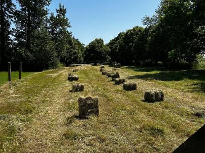 Bild 5:Heu 1. Schnitt