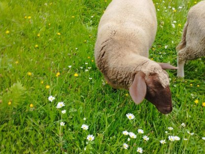 Verkaufe sehr zahmes weibliches Schaf für Streichelzoo