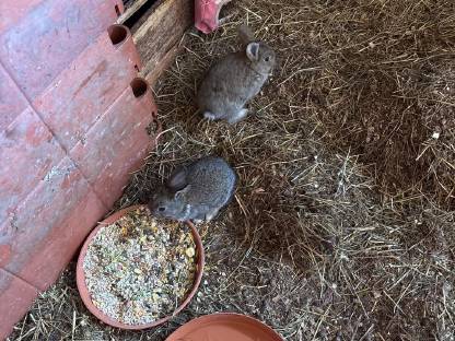 Bild 2:Zwergkaninchen