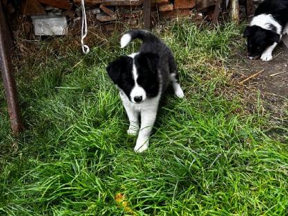 Bild 4:Border Collie Welpen