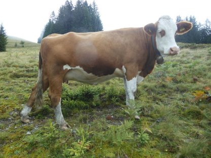 Verkaufe trächtige FV-Kalbin