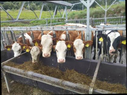 BIO Einsteller weiblich