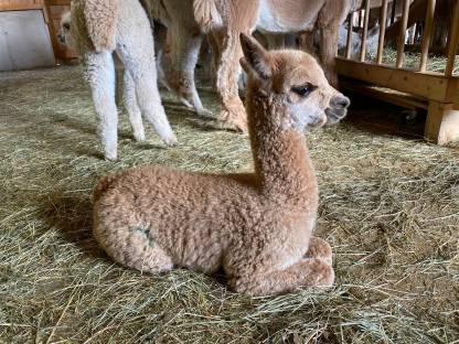 Bild 6:Alpaka