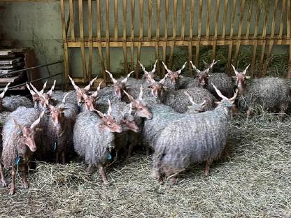 Bild 3:Zackelschaf Zuchtwidder