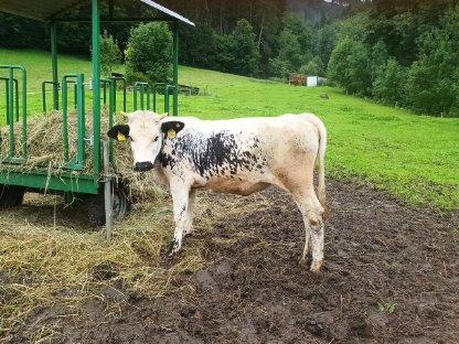 Pustertaler Sprinzen Kalbin