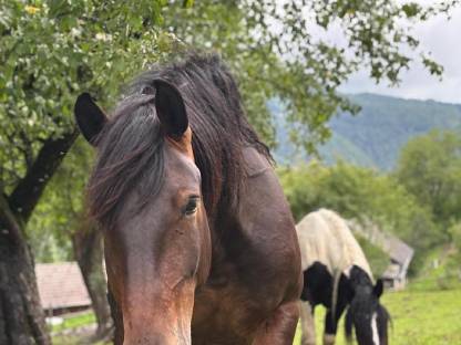 Bild 4:Norikerstute Lina