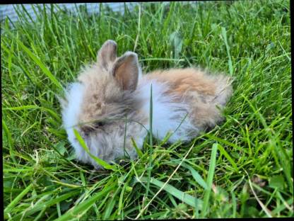 Bild 5:Löwenzahn Zwergkaninchen