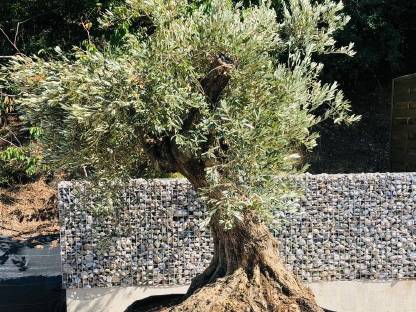 Bild 5:XXL 3,4 m hoch Olivenbaum Methusalem mit Oliven