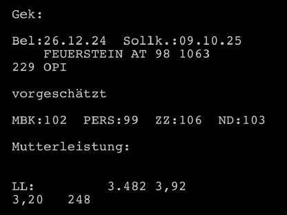 Bild 2:Original Pinzgauer Kalbin mit Horn