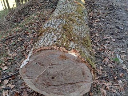 Bild 8:Verkaufe Bergahorn- und Eschenstämme Blochholz Rundholz