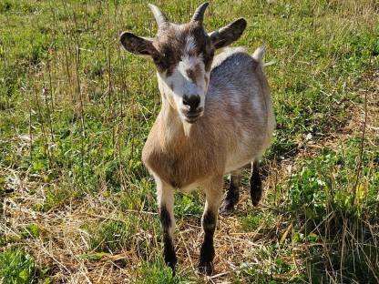 Bild 3:Zwergziegen