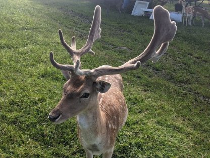 Bild 2:Damwild, Damhirsch