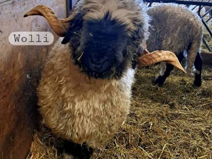 Bild 3:Walliser Schwarznasen