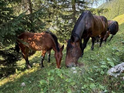 Bild 6:Noriker Hengstfohlen