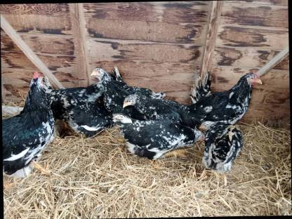 Bild 2:Pita Pinta Junghennen