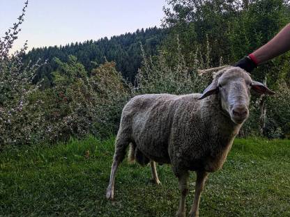 Bio Merino Widder