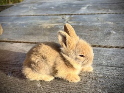 Bild 3:Zwergkaninchen Löwenkopf