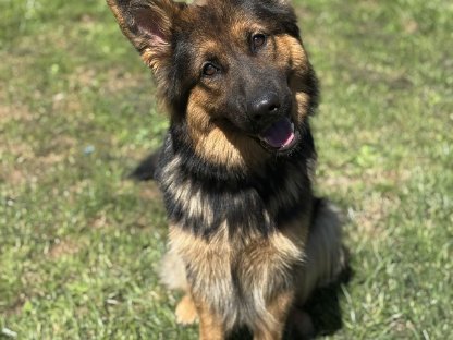 Altdeutscher Schäferhund mit Ahnentafel