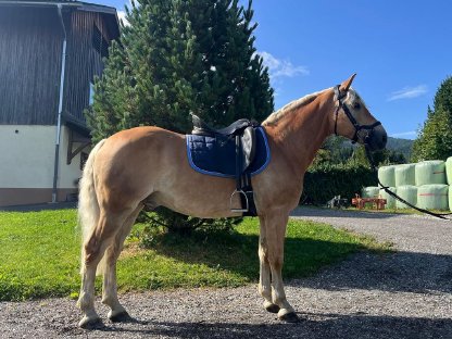 Liebenswerter Haflinger Wallach zu verkaufen