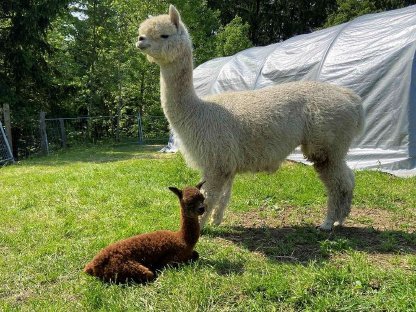 Bild 6:Alpaka Verkauf, Alpakas im Paket