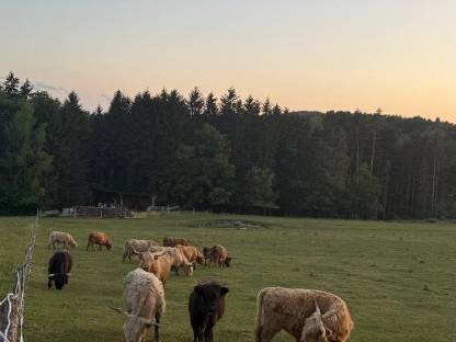 Bild 6:Hochlandrinder Bestand