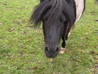 Minishetty-Wallach sucht Pony-Gesellschaft