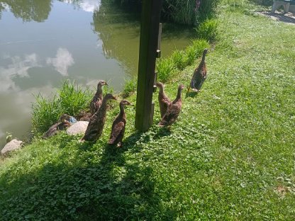 Bild 3:Junge Laufenten