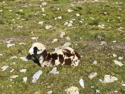 Bergschaf-Widder