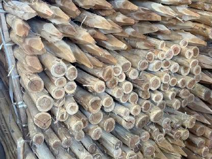 Bild 3:Akazien Stempel