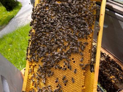 Bild 3:Carnica-Bio-Reinzuchtbienen