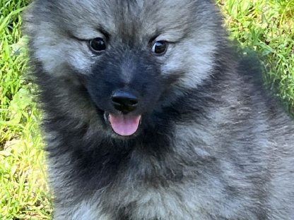 Wolfs-/Großspitz Welpen