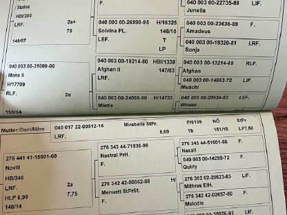 Bild 6:Trächtige, leistungsgeprüfte Haflingerstute zu verkaufen