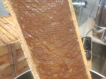 Bild 3:Verkaufe Blütenhonig aus dem Waldviertel