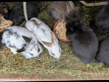 Bild 3:Löwenkopf-Zwergkaninchen zu vergeben