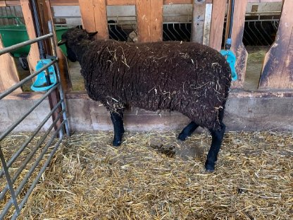 Bild 2:Jurazuchtwidder