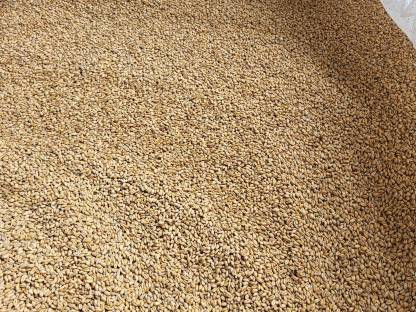 Triticale Sorte Cappricia