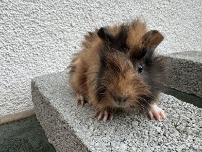 3 kleine Meerschweinchen