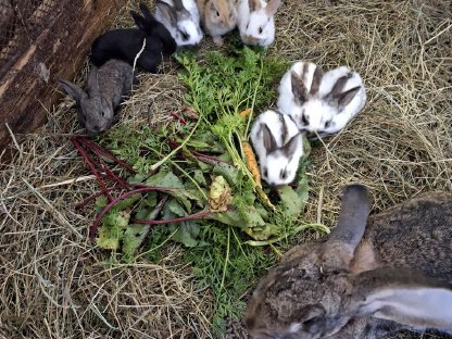 Bild 3:Kaninchen, Fleischhasen/Schlachthasen