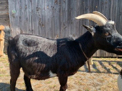 Bild 2:Zwergziegen abzugeben