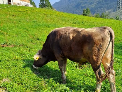 Braunvieh-Stier
