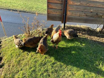 Bild 3:Bruteier Hühner