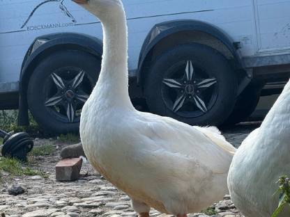 Gänse aus Naturbrut