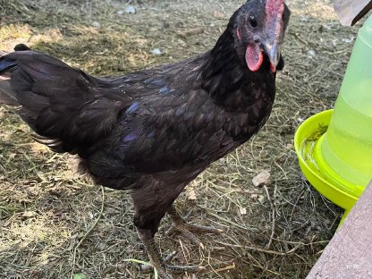 Ayam Cemani Junghahn