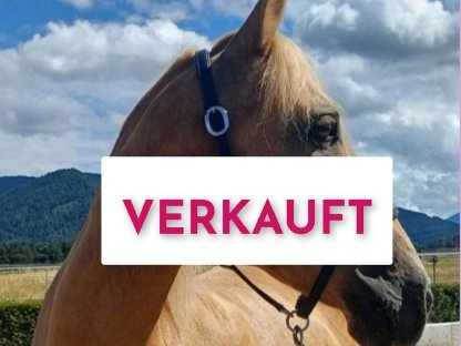 Freizeitpferd Palomino