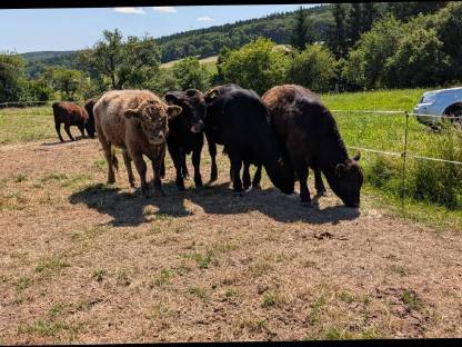 Bild 7:Galloway Kalbinnen und Stiere