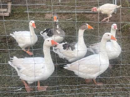 Bild 4:Verkaufe Gänse