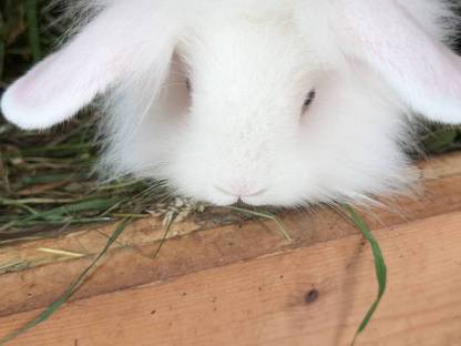Bild 7:Zwergkaninchen in allen Farben zu verkaufen