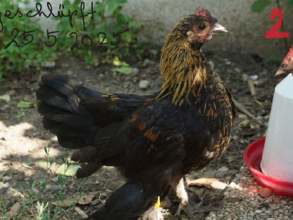 Bild 2:Federfüßige Zwerghähne verschiedene Farben