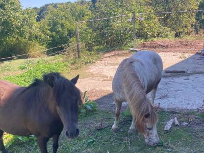 Ponys