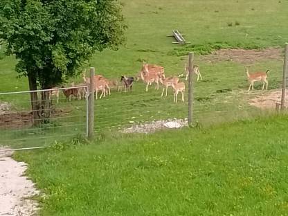 Bild 2:Schwarzes Damwildtier zur Zucht